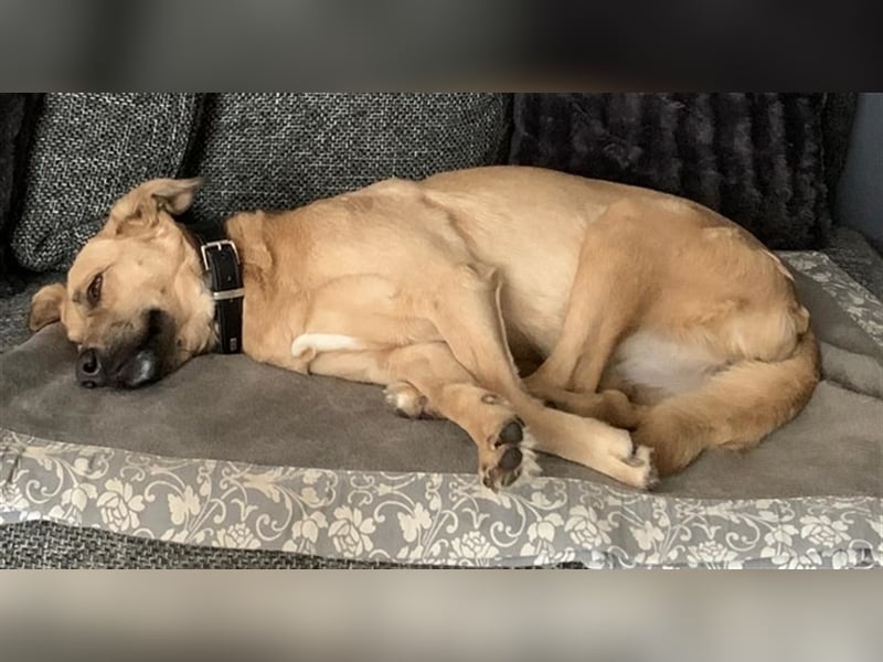 Fanta, geb. ca. 05/2017, lebt bei einer Familie in 48317 Drensteinfurt, Vermittlungshilfe