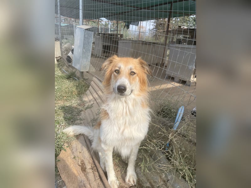 Kaira, geb. ca. 01/2022, lebt in GRIECHENLAND, im städt. Tierheim Serres