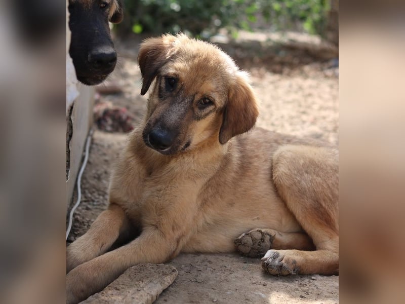 Sophia, geb. ca. 03/2024, lebt in GRIECHENLAND, im städt. Tierheim Serres