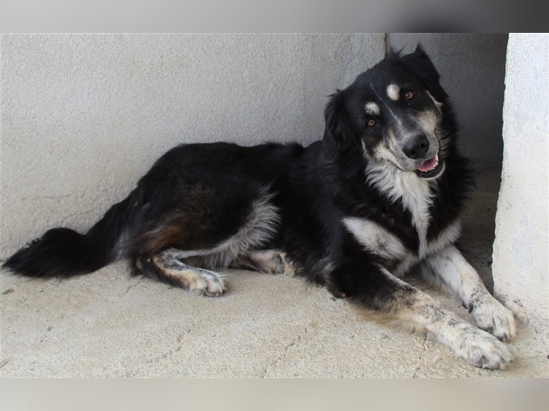 Jilly, geb. ca. 03/2023, lebt in GRIECHENLAND, im städt. Tierheim Serres