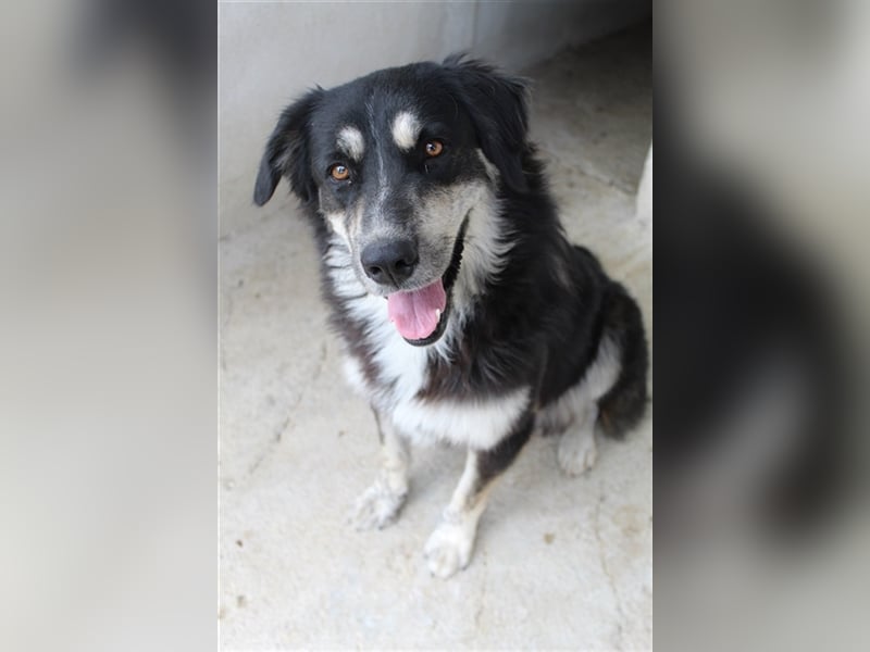 Jilly, geb. ca. 03/2023, lebt in GRIECHENLAND, im städt. Tierheim Serres