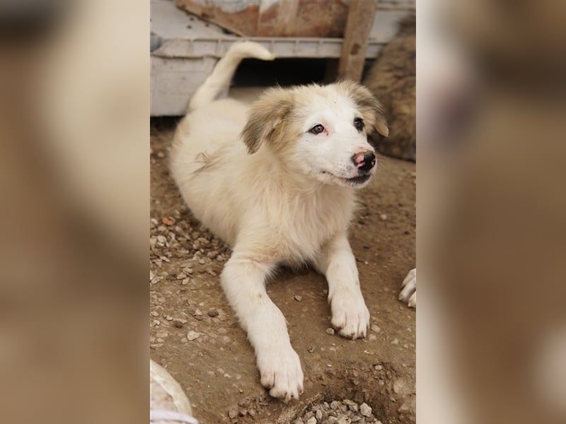 Eika, geb. ca. 02/2023, lebt in GRIECHENLAND, im städt. Tierheim Serres