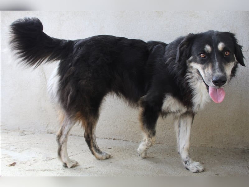 Jilly, geb. ca. 03/2023, lebt in GRIECHENLAND, im städt. Tierheim Serres