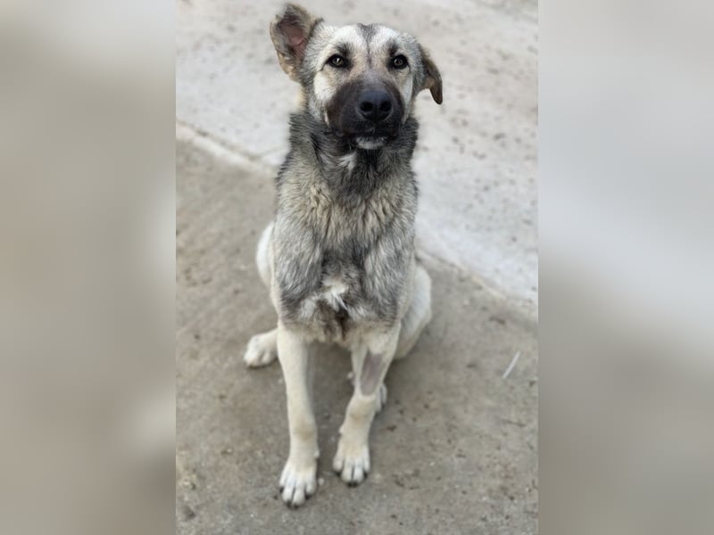 Tinnúviel, geb. ca. 06/2023, lebt in GRIECHENLAND, im städt. Tierheim Serres