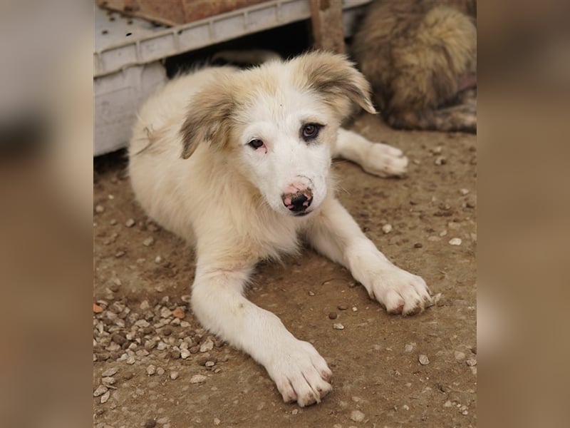 Eika, geb. ca. 02/2023, lebt in GRIECHENLAND, im städt. Tierheim Serres