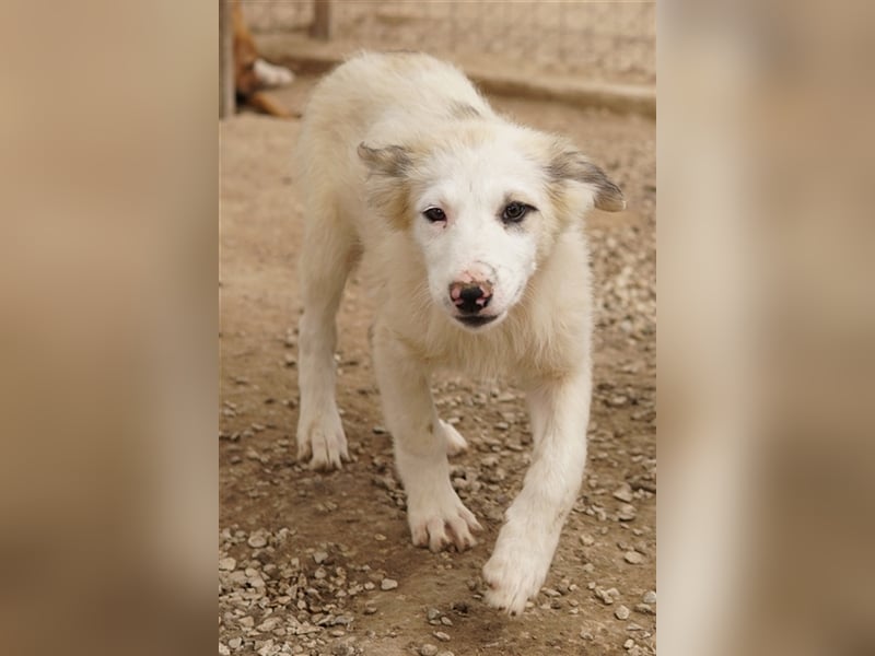 Eika, geb. ca. 02/2023, lebt in GRIECHENLAND, im städt. Tierheim Serres