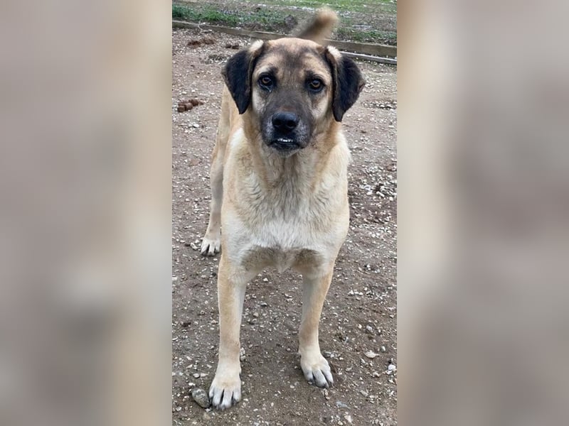 Lori, geb. ca. 01/2022, lebt in GRIECHENLAND, im städt. Tierheim Serres