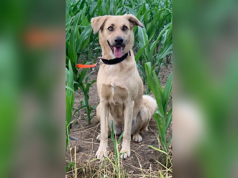 Fanta, geb. ca. 05/2017, lebt bei einer Familie in 48317 Drensteinfurt, Vermittlungshilfe