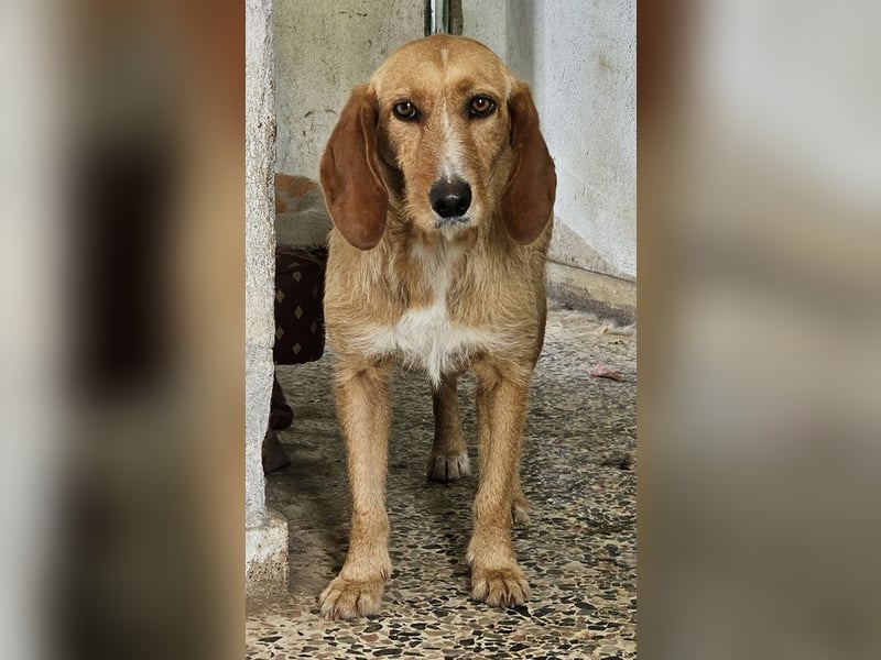 Lilo Pelekai, geb. ca. 01/2022, lebt in GRIECHENLAND, auf einer privaten Pflegestelle