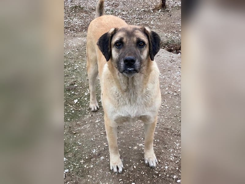 Lori, geb. ca. 01/2022, lebt in GRIECHENLAND, im städt. Tierheim Serres