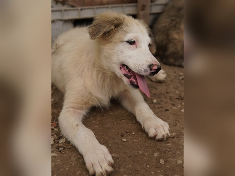 Eika, geb. ca. 02/2023, lebt in GRIECHENLAND, im städt. Tierheim Serres