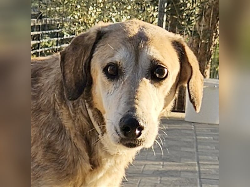 Cleo, geb. ca. 10/2019, lebt in GRIECHENLAND, auf einer privaten Pflegestelle