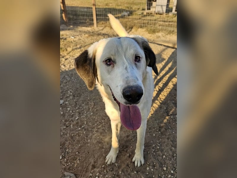 Lana, geb. ca. 01/2024, lebt in GRIECHENLAND, im städt. Tierheim Serres