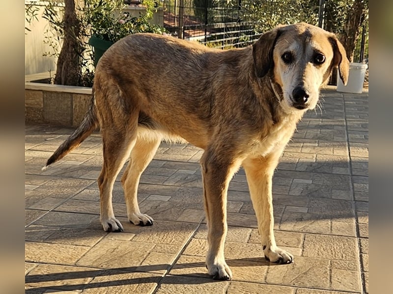 Cleo, geb. ca. 10/2019, lebt in GRIECHENLAND, auf einer privaten Pflegestelle