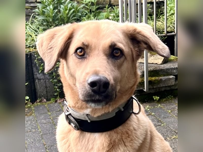 Fanta, geb. ca. 05/2017, lebt bei einer Familie in 48317 Drensteinfurt, Vermittlungshilfe