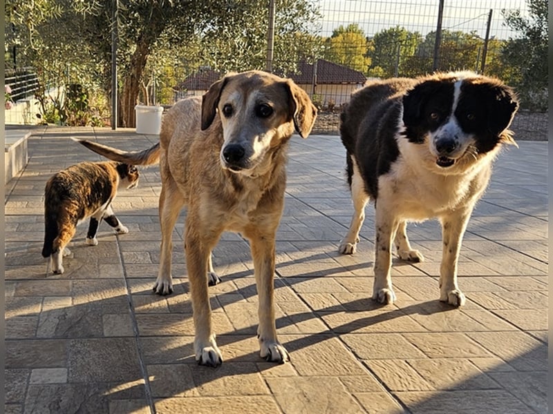 Cleo, geb. ca. 10/2019, lebt in GRIECHENLAND, auf einer privaten Pflegestelle