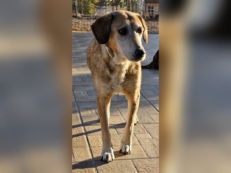 Cleo, geb. ca. 10/2019, lebt in GRIECHENLAND, auf einer privaten Pflegestelle