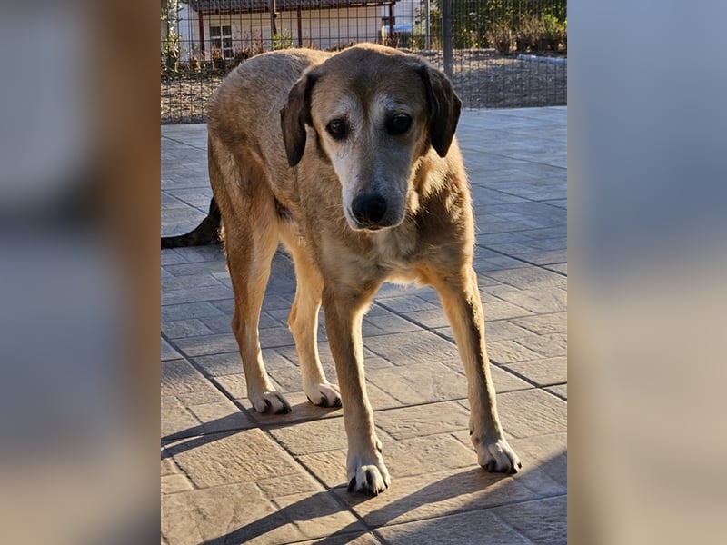 Cleo, geb. ca. 10/2019, lebt in GRIECHENLAND, auf einer privaten Pflegestelle