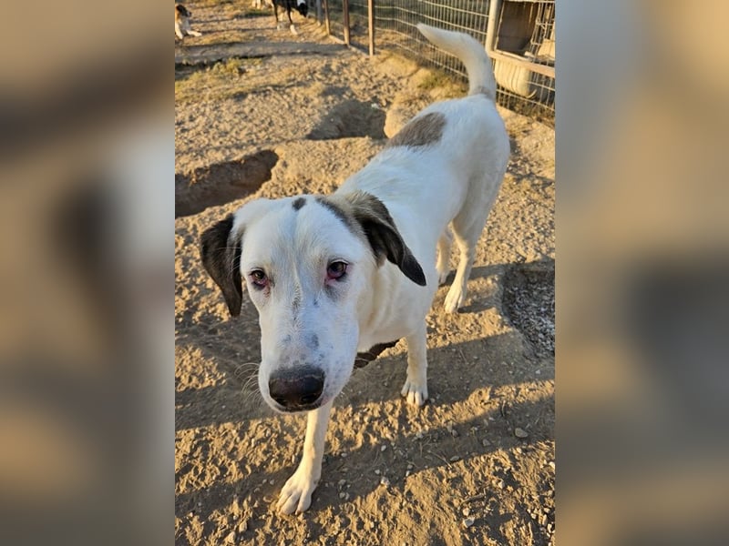 Lana, geb. ca. 01/2024, lebt in GRIECHENLAND, im städt. Tierheim Serres