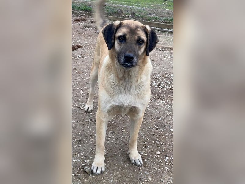 Lori, geb. ca. 01/2022, lebt in GRIECHENLAND, im städt. Tierheim Serres