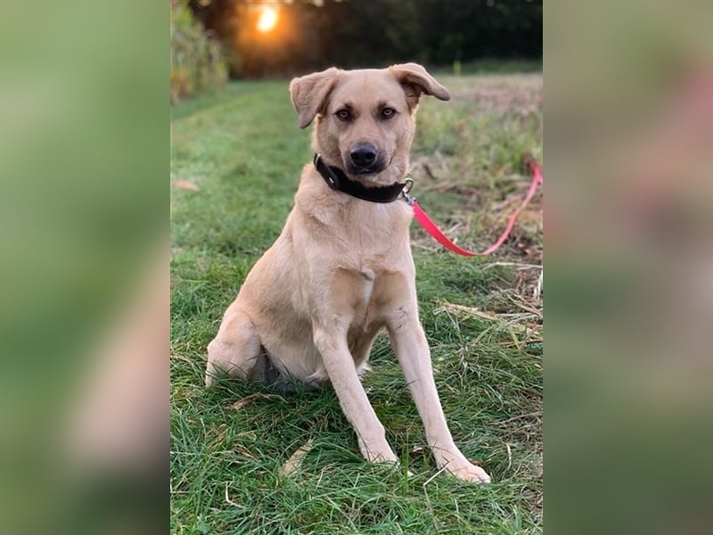 Fanta, geb. ca. 05/2017, lebt bei einer Familie in 48317 Drensteinfurt, Vermittlungshilfe