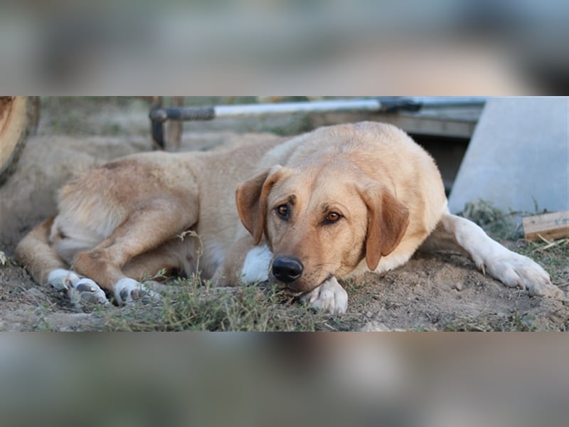 Lanelle, geb. 06/2016, lebt in GRIECHENLAND, im städt. Tierheim Serres