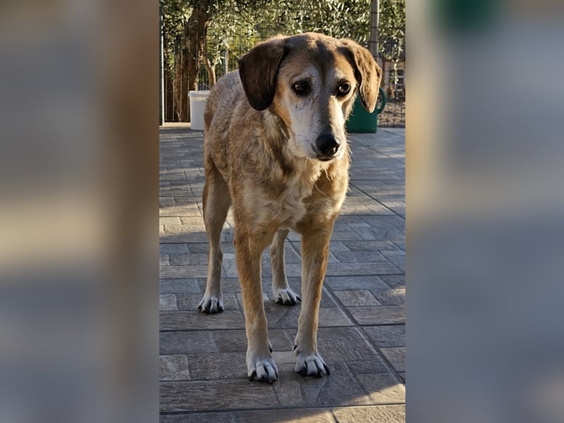 Cleo, geb. ca. 10/2019, lebt in GRIECHENLAND, auf einer privaten Pflegestelle