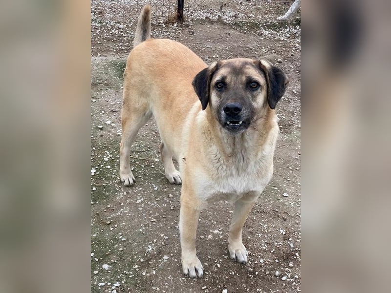 Lori, geb. ca. 01/2022, lebt in GRIECHENLAND, im städt. Tierheim Serres