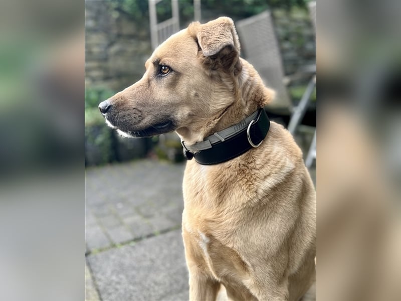 Fanta, geb. ca. 05/2017, lebt bei einer Familie in 48317 Drensteinfurt, Vermittlungshilfe