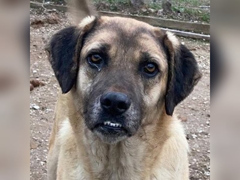 Lori, geb. ca. 01/2022, lebt in GRIECHENLAND, im städt. Tierheim Serres