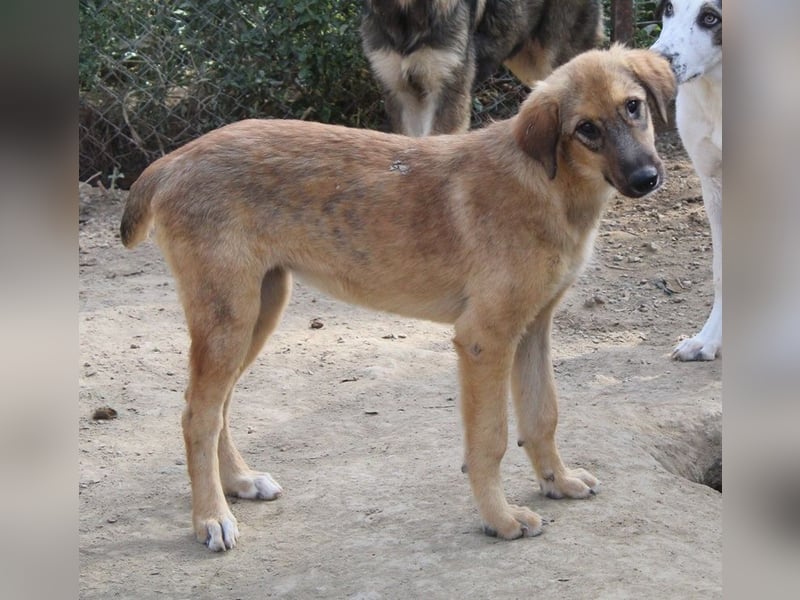 Sophia, geb. ca. 03/2024, lebt in GRIECHENLAND, im städt. Tierheim Serres
