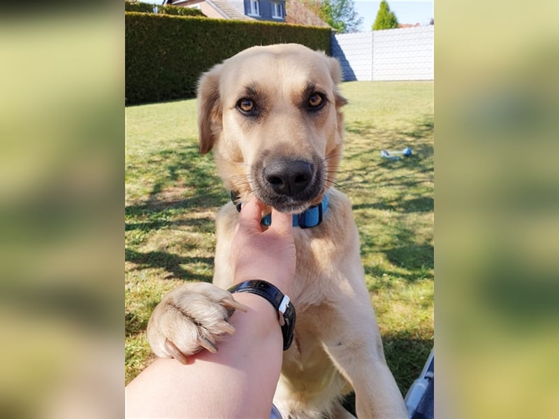 Fanta, geb. ca. 05/2017, lebt bei einer Familie in 48317 Drensteinfurt, Vermittlungshilfe