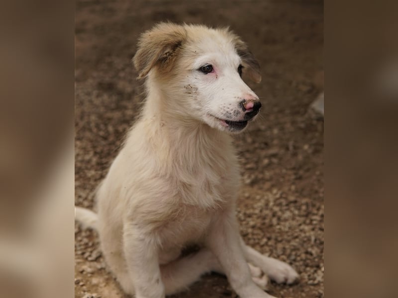 Eika, geb. ca. 02/2023, lebt in GRIECHENLAND, im städt. Tierheim Serres