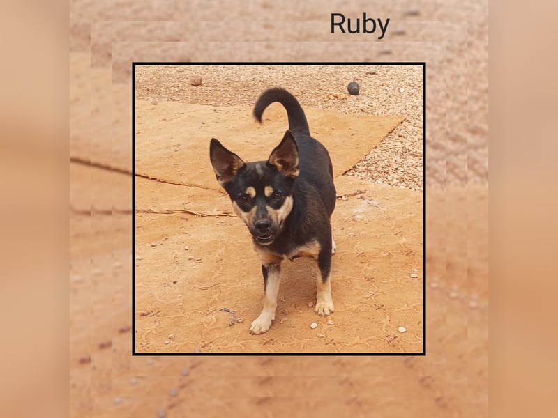 Pinscher Mix RUBY - eine sehr soziale u. anhängliche Frohnatur möchte bei DIR glücklich sein!