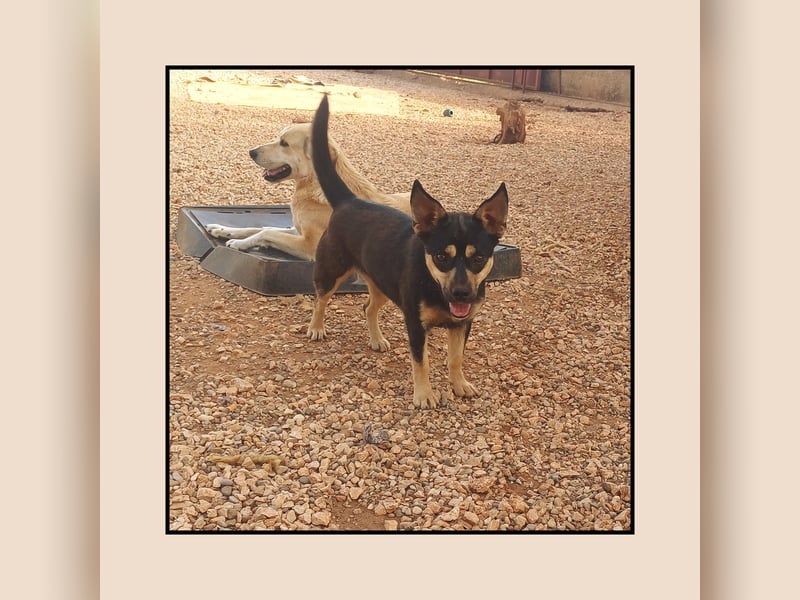 Pinscher Mix RUBY - eine sehr soziale u. anhängliche Frohnatur möchte bei DIR glücklich sein!