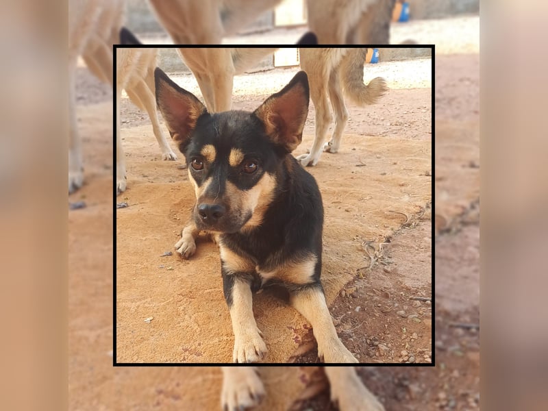 Pinscher Mix RUBY - eine sehr soziale u. anhängliche Frohnatur möchte bei DIR glücklich sein!