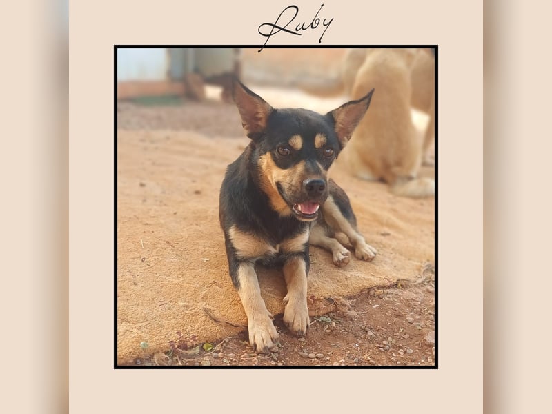 Pinscher Mix RUBY - eine sehr soziale u. anhängliche Frohnatur möchte bei DIR glücklich sein!
