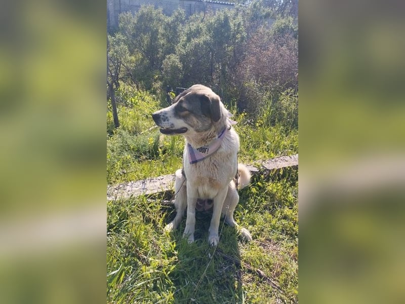 Iris - charmantes Herdenschutz-Mädchen, sucht nach einem liebevollen Zuhause