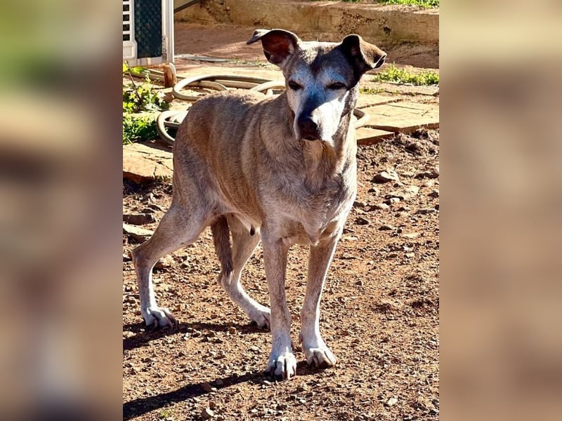 Shiba - eine unkomplizierte, gemütliche und verschmuste Hundeseele