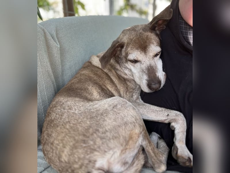 Shiba - eine unkomplizierte, gemütliche und verschmuste Hundeseele