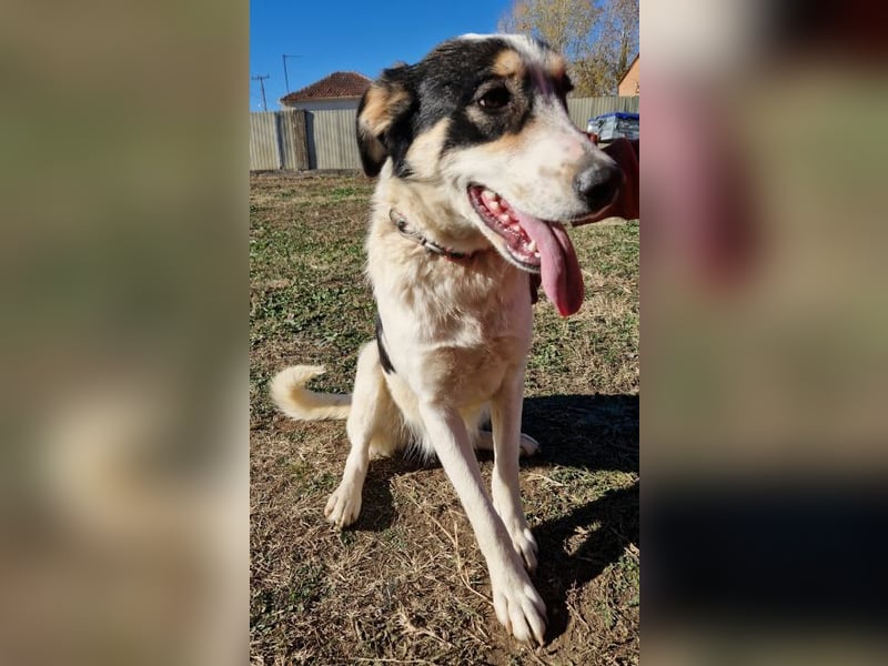 Cassie - sie wurde zusammen mit ihren Geschwistern vor dem sicheren Tod gerettet.