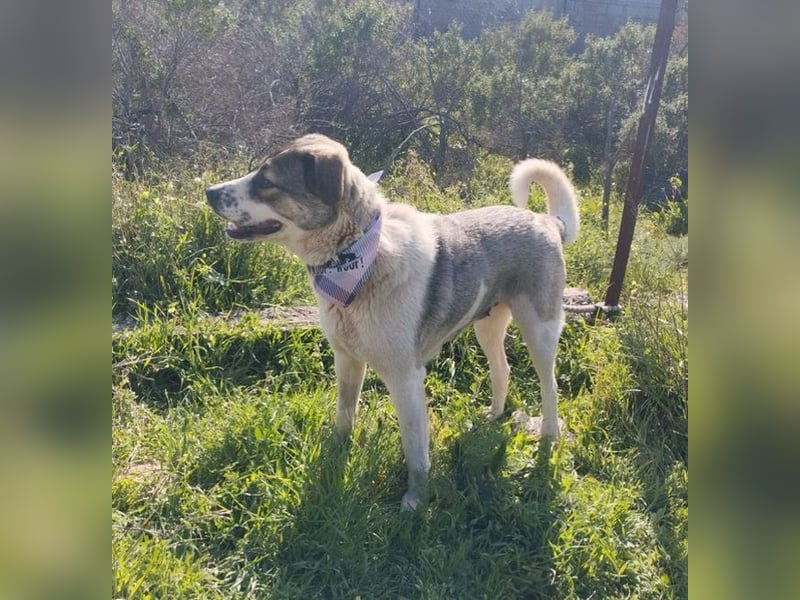 Iris - charmantes Herdenschutz-Mädchen, sucht nach einem liebevollen Zuhause