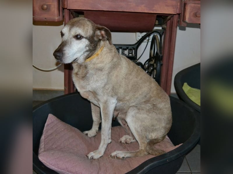 Shiba - eine unkomplizierte, gemütliche und verschmuste Hundeseele