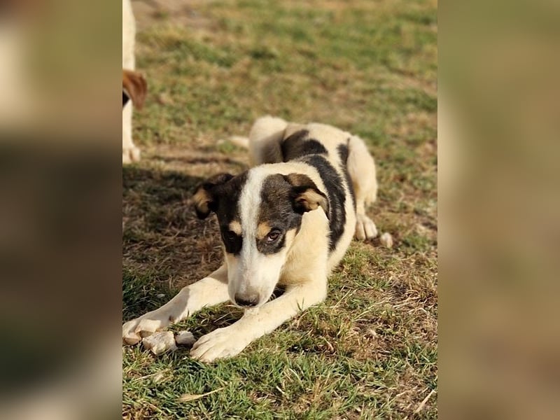 Cassie - sie wurde zusammen mit ihren Geschwistern vor dem sicheren Tod gerettet.