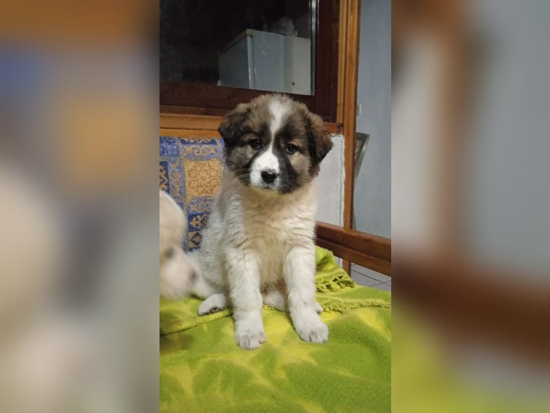 Samira P - Wollknäuel sucht Familie für Kuschelstunden und Abenteuer.