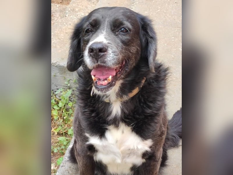 Myrtia - sie war neun Jahre bei einer Hundesammlerin weggesperrt