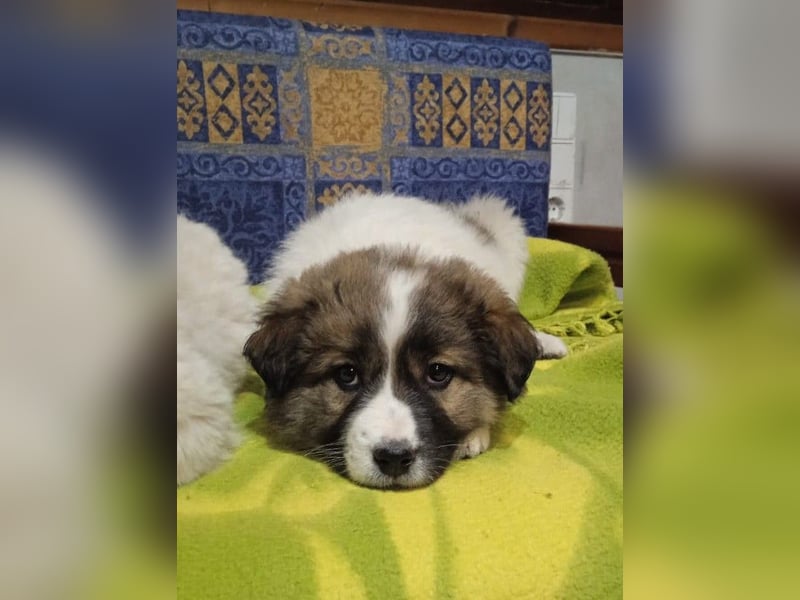 Samira P - Wollknäuel sucht Familie für Kuschelstunden und Abenteuer.