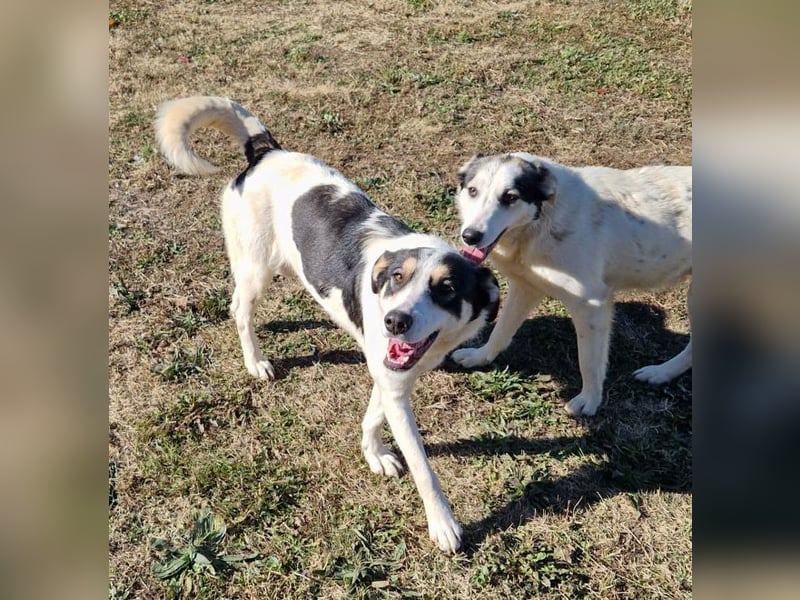 Cassie - sie wurde zusammen mit ihren Geschwistern vor dem sicheren Tod gerettet.