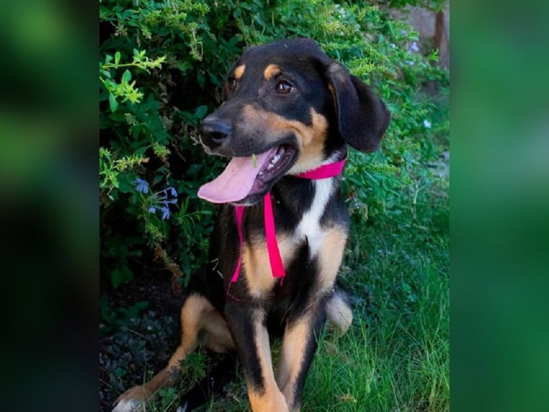 Flo - sie ist ein ganz liebes und gehorsames Hundemädchen