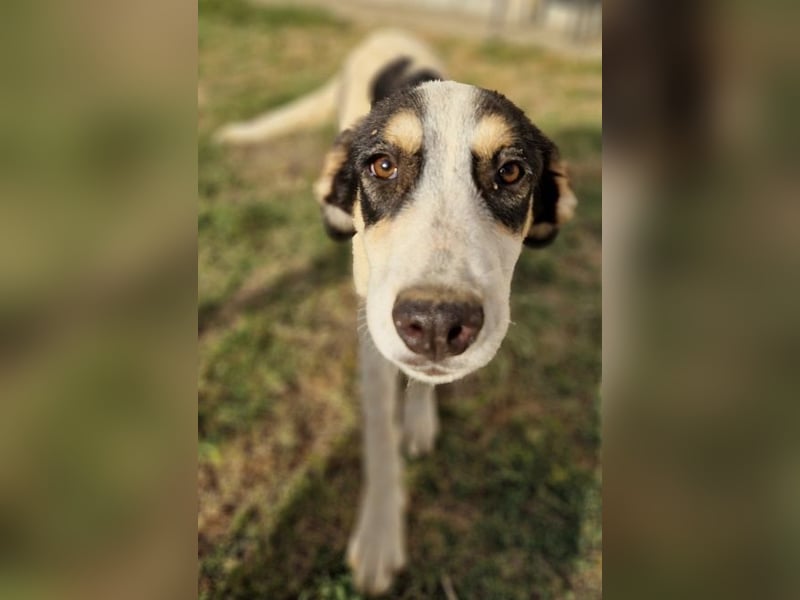 Cassie - sie wurde zusammen mit ihren Geschwistern vor dem sicheren Tod gerettet.